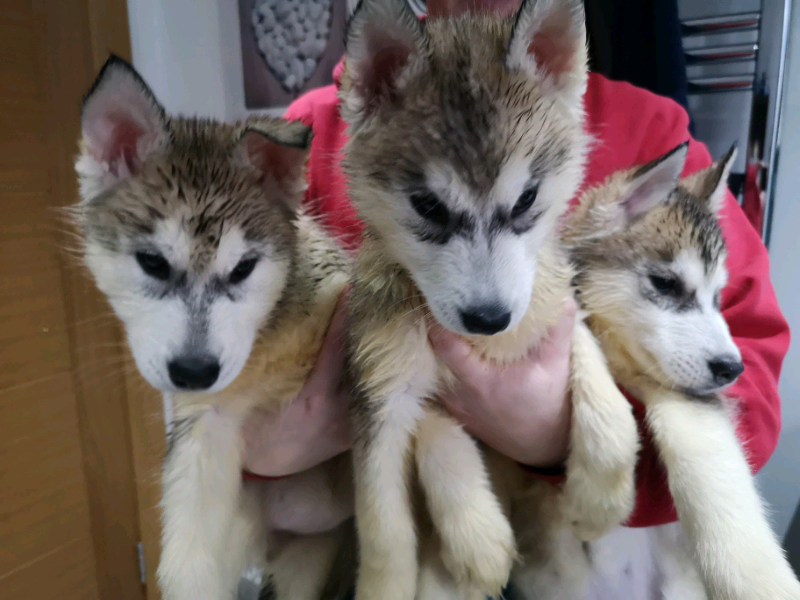 wolf puppies for sale gumtree